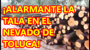 Cientos de árboles talados en el Nevado de Toluca. Depredan los bosques. 