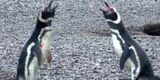 Un pingüino llega a su nido y sorprende a su pareja con otro. ¡Vean lo que sucedió!