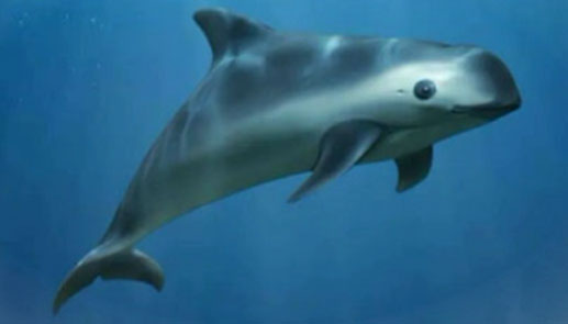 ¡SOS! La vaquita marina está condenada a la extinción