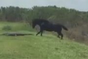 Un caballo ataca a un cocodrilo en Florida. (Video viral)