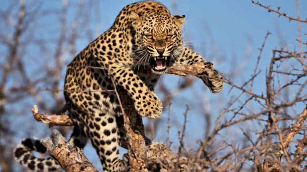 Un leopardo hiere a varias personas en Indore, India